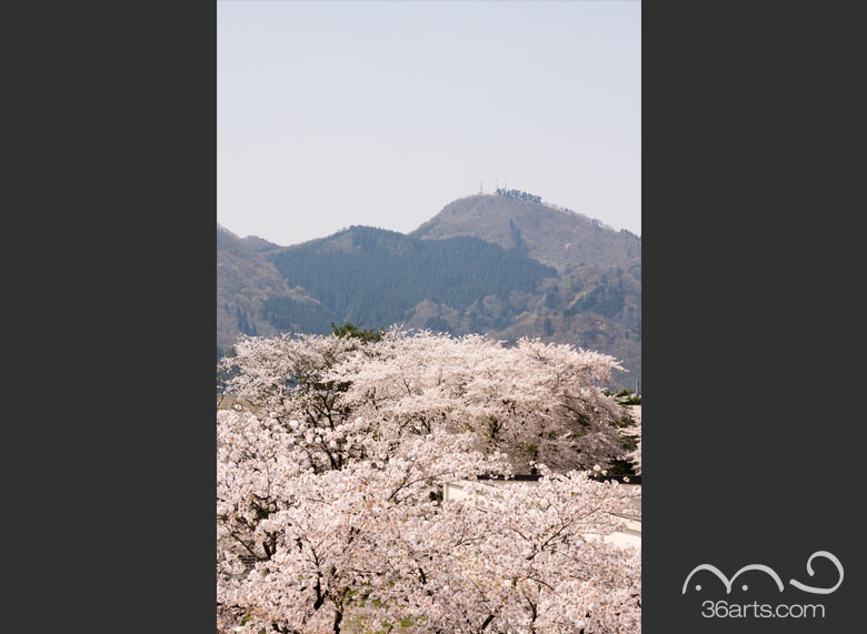 大平山と桜