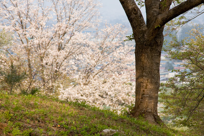 姫神公園の桜