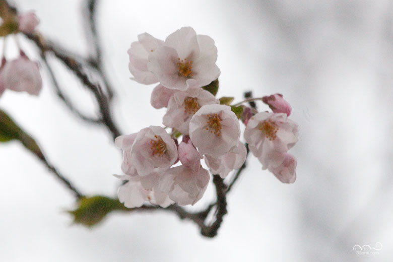 秋田県立大曲農業高校の桜