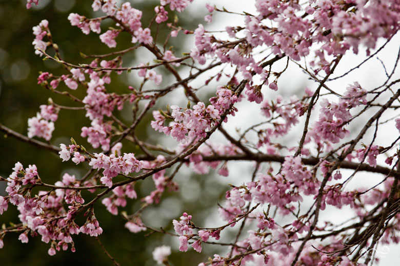 合貝桜並木