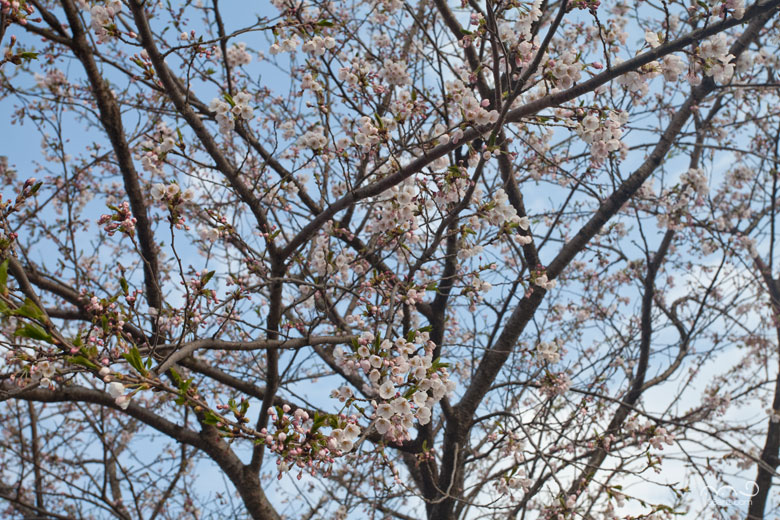 払田柵跡の桜