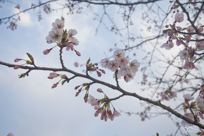 横手川河川敷の桜