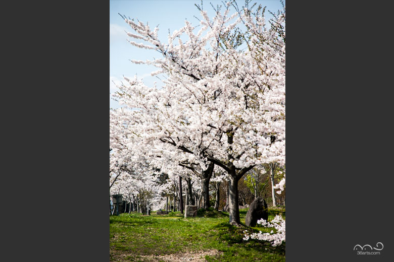 あけぼの堤防公園の桜