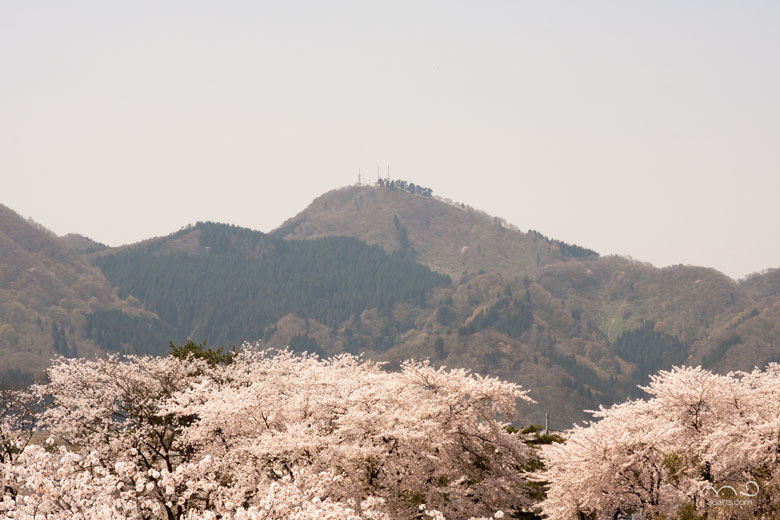 大平山の桜