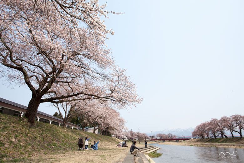 秋田新幹線と満開の桜