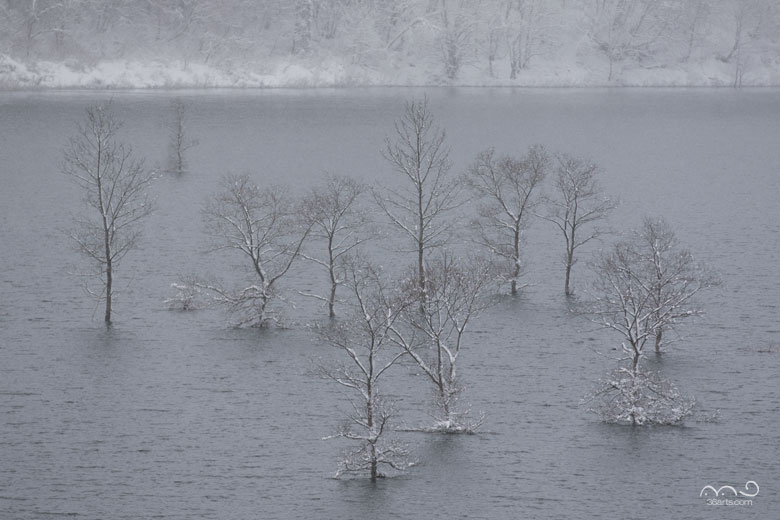 錦秋湖に立つ木々