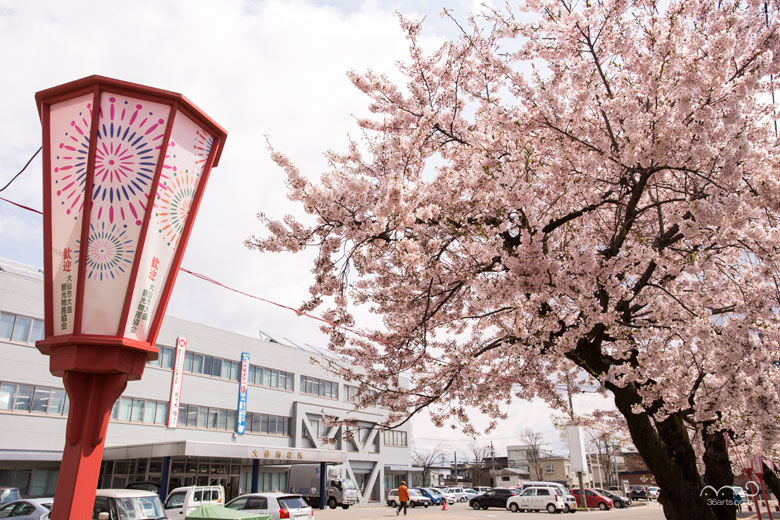 大仙市役所前の桜