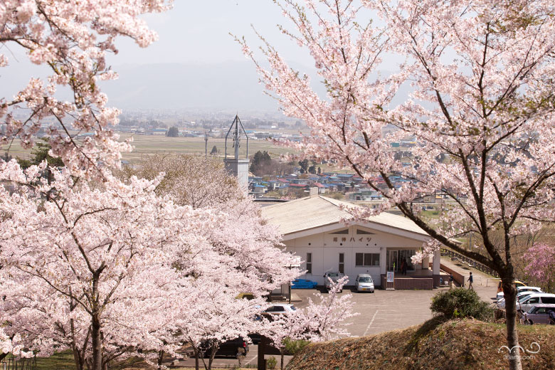 姫神公園の桜
