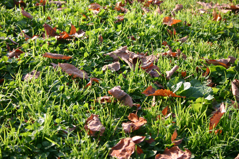 桂公園の落ち葉