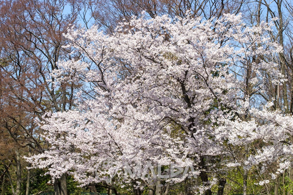 高清水公園の桜