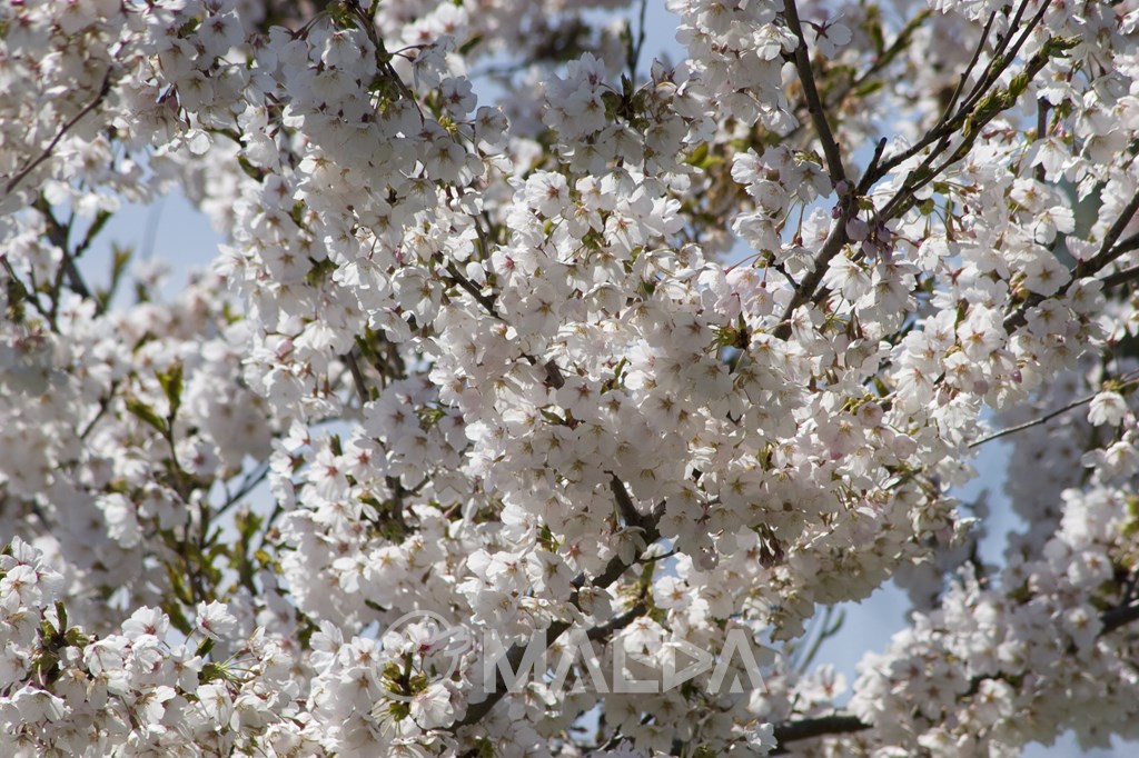 高清水公園の桜