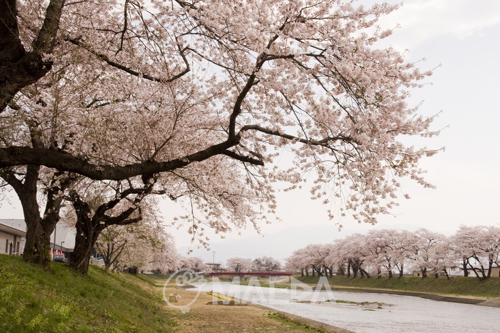 斉内川の桜並木