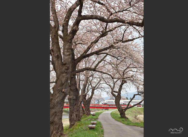 秋田新幹線と桜