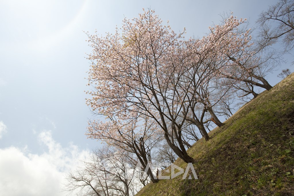 余目公園の桜