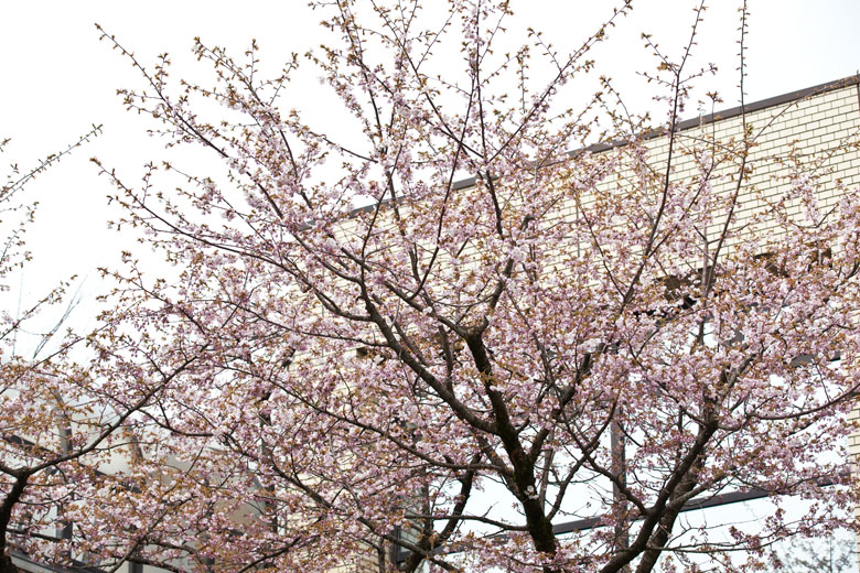 大仙市役所太田庁舎の桜