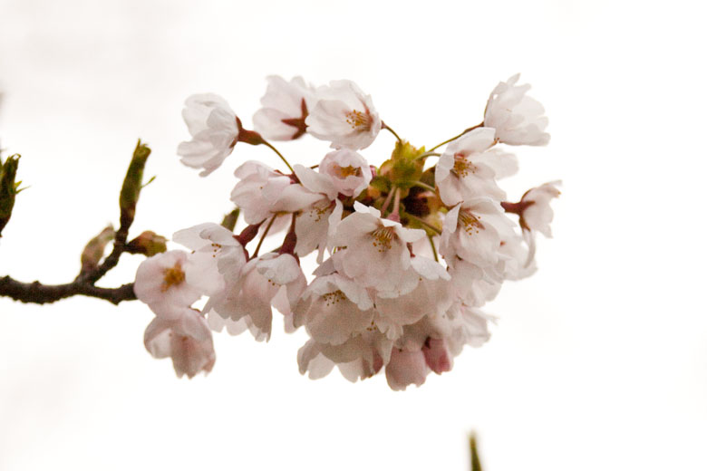 大仙市中央公園の桜