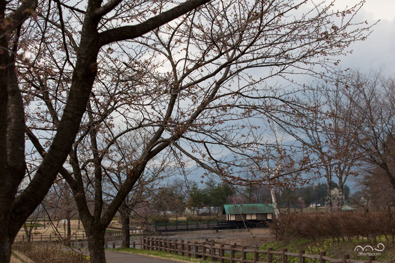 横沢公園