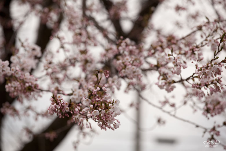 ドンパン広場の桜