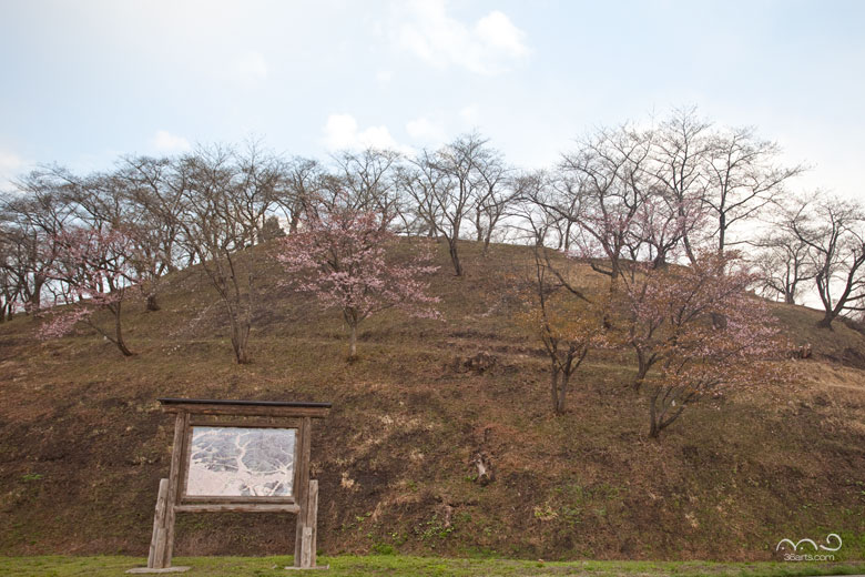 余目公園の桜
