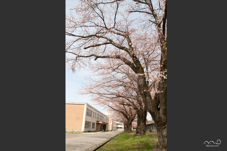 大曲小学校の桜