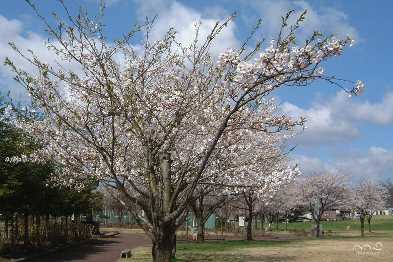 桂公園の桜