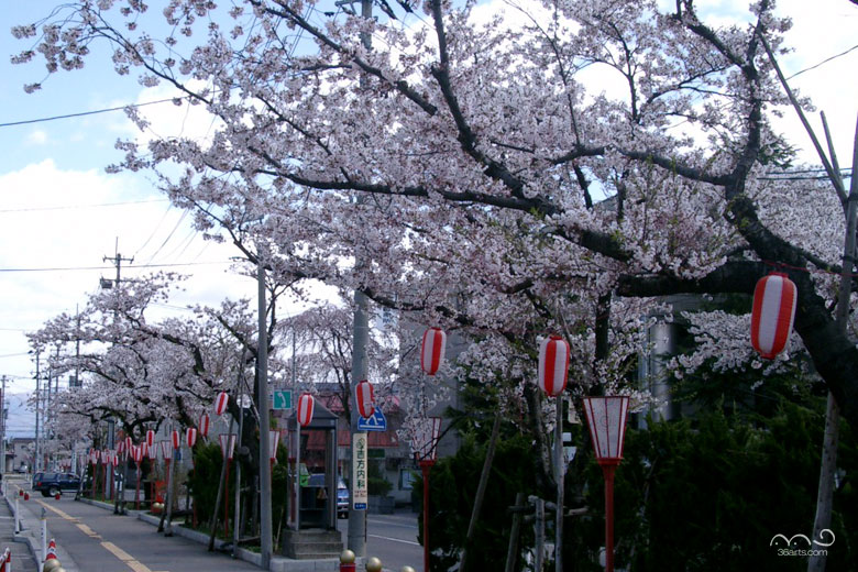 大曲市役所前の桜