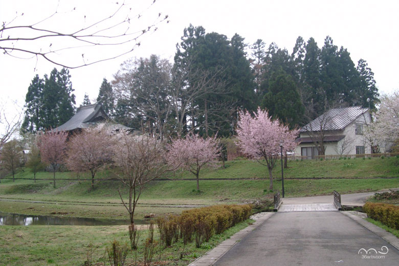 川港親水公園の桜