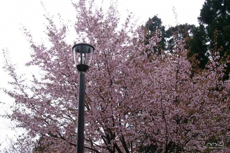 川港親水公園の桜
