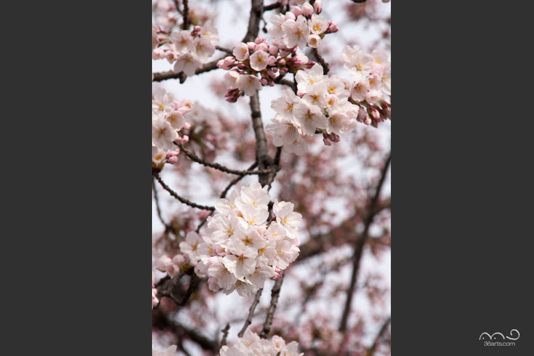 大仙市役所の桜