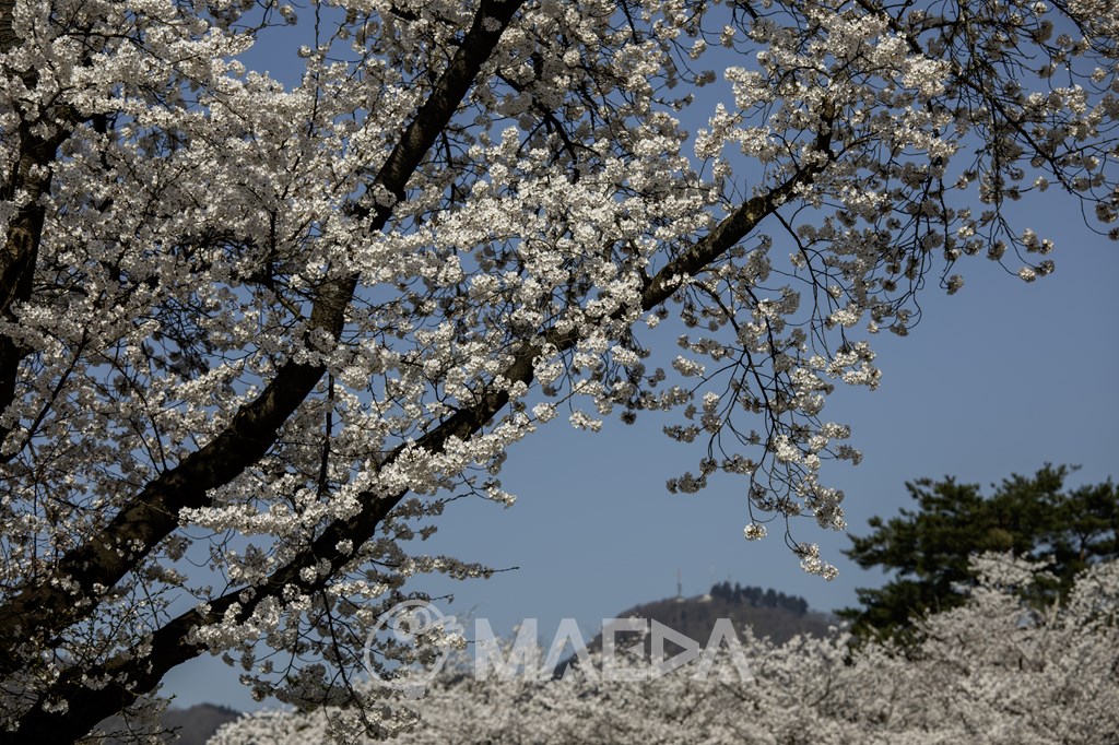 桜と大平山